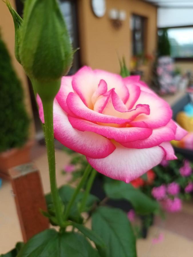 Noclegi Viva Mszczonów Dış mekan fotoğraf